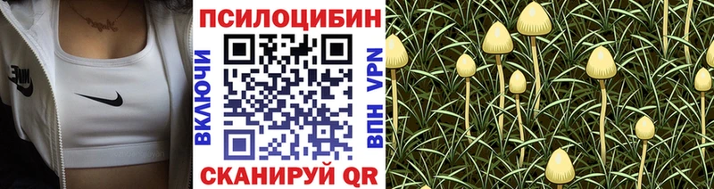 дарнет шоп  Луза  Галлюциногенные грибы GOLDEN TEACHER 
